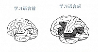 iEnglish：英语学习要遵循语言教育本质规律